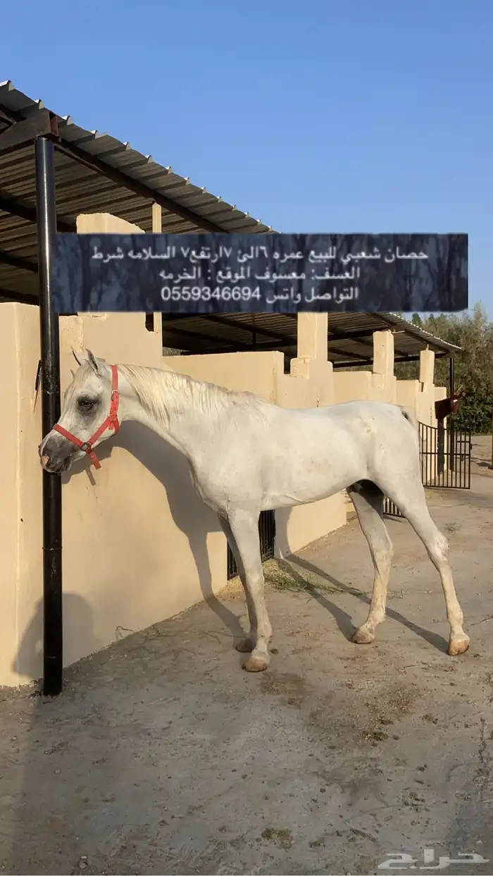 الخرمه 0