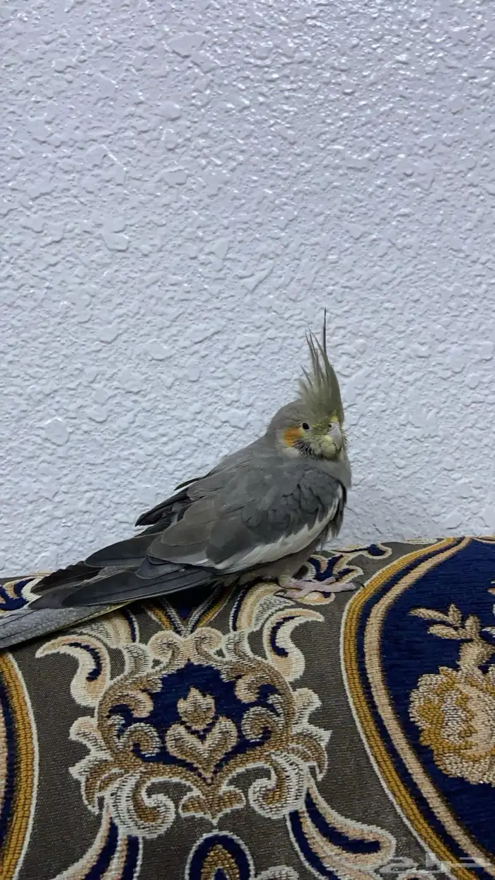 طاير كروان للبيع 2