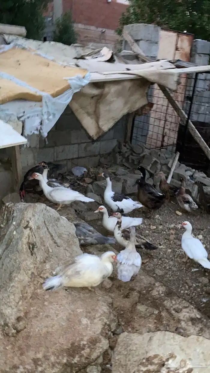 بط مسكوفي و وز ودجاج بلدي بياض وجوز رومي 1