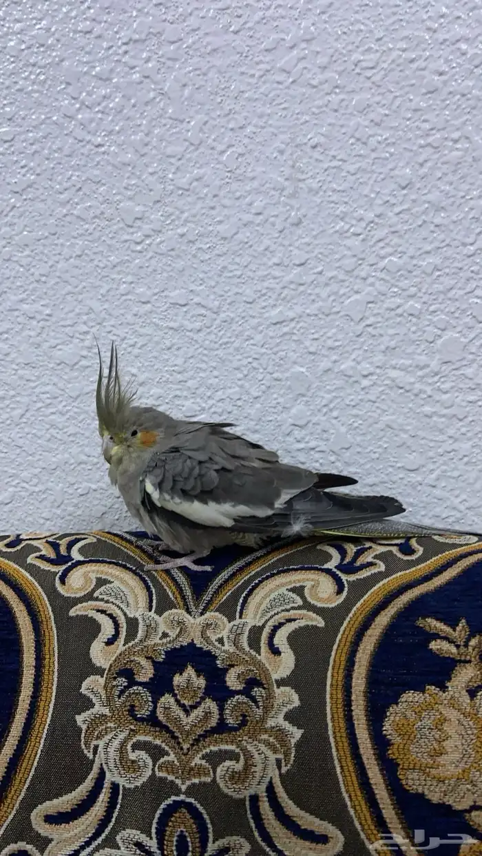 طاير كروان للبيع 0