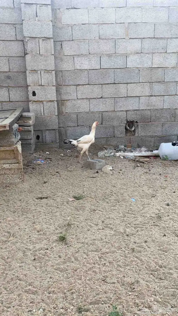 دجاج سندي 0