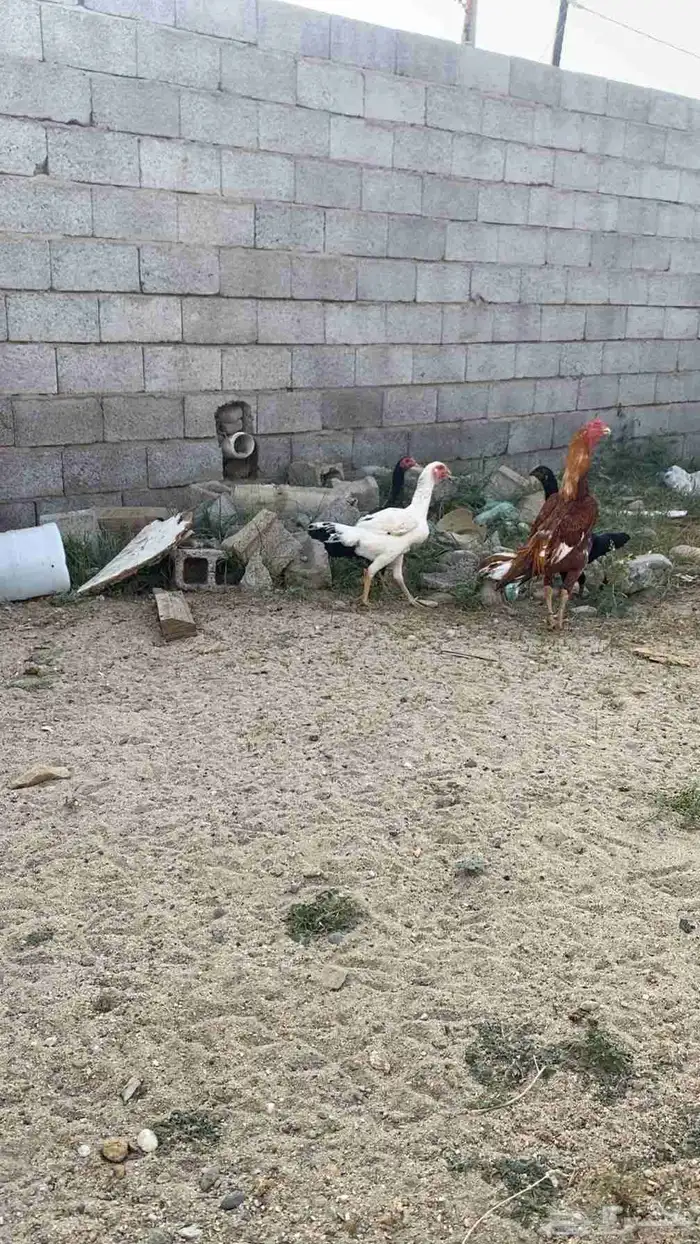 دجاج سندي 1