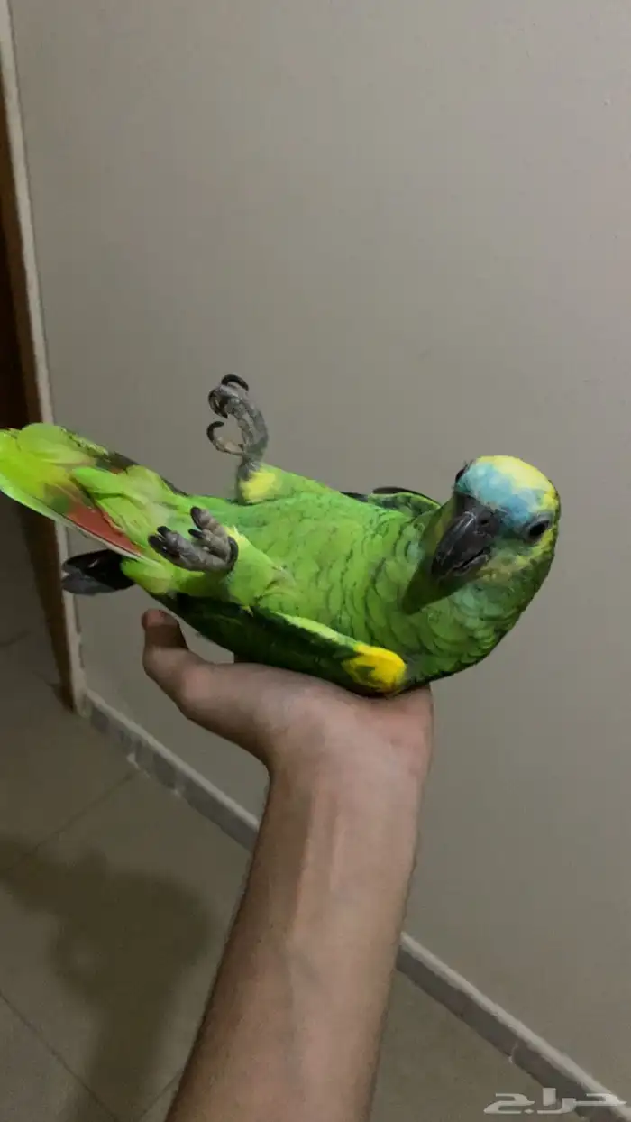 امزوني بلوفرنتد جاكو اليف جدا تم البيع . 0