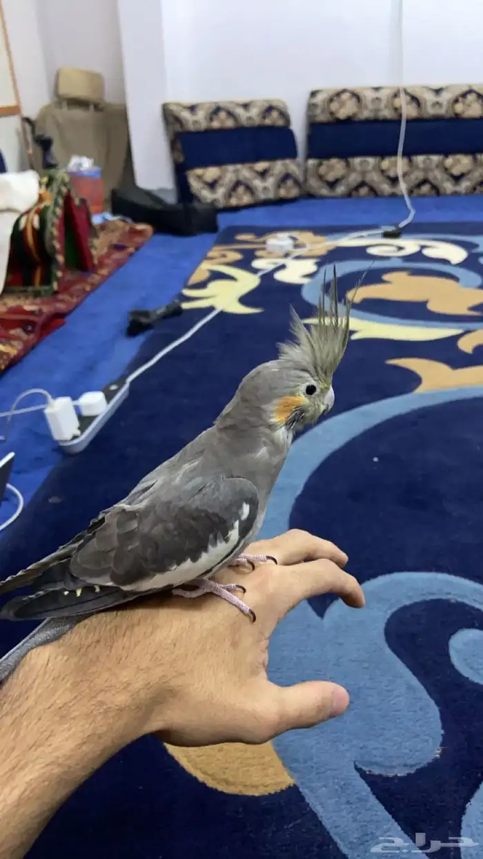 طاير كروان للبيع 3