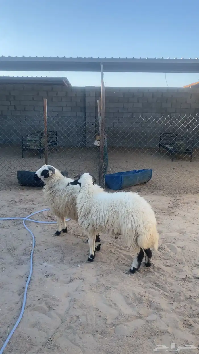 جذعان 6 اشهور تزيد تنقص 3
