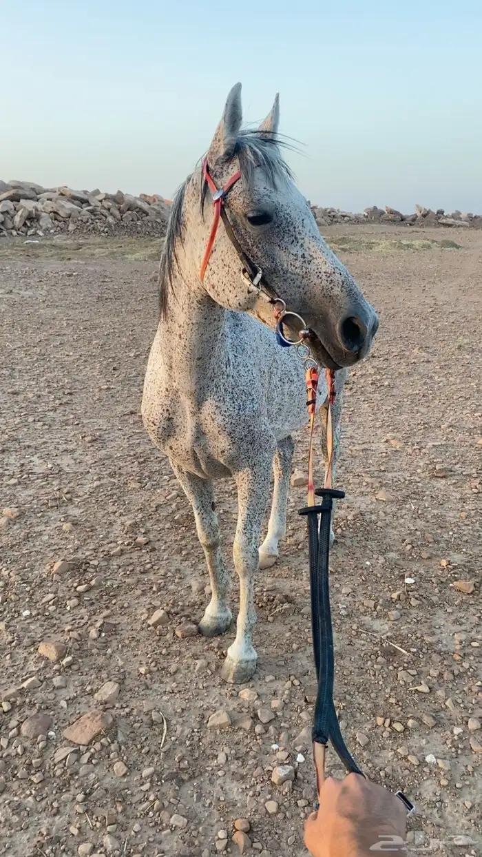 خيل عربي 2