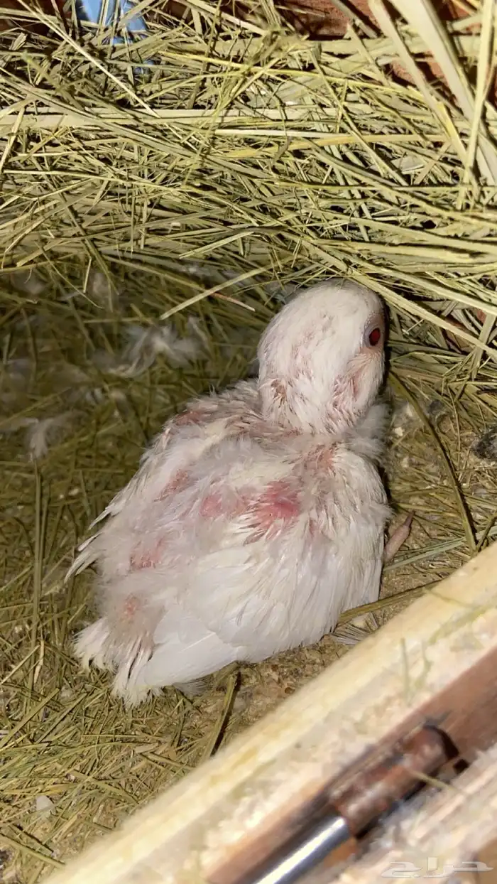فرخ روز البينو عيون حمر لسه تحت اهله عمره شهر كذا وهذا اهله 1