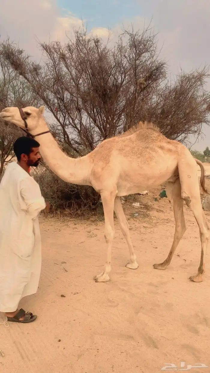 قعود حق مشروع ركبي 0
