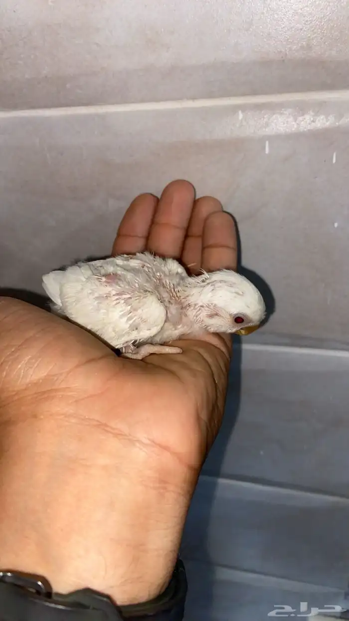 فرخ روز البينو عيون حمر لسه تحت اهله عمره شهر كذا وهذا اهله 0