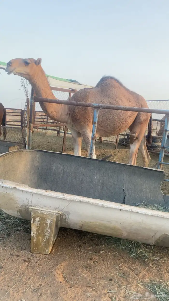 للبيع بكره حمر سنها حقه سليمة العذاريب مفرق رماح 0