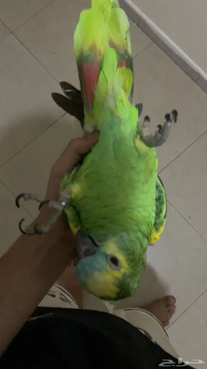 امزوني بلوفرنتد جاكو اليف جدا تم البيع . 2