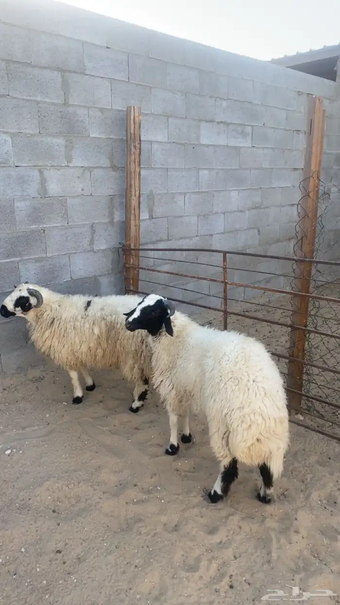 جذعان 6 اشهور تزيد تنقص 1