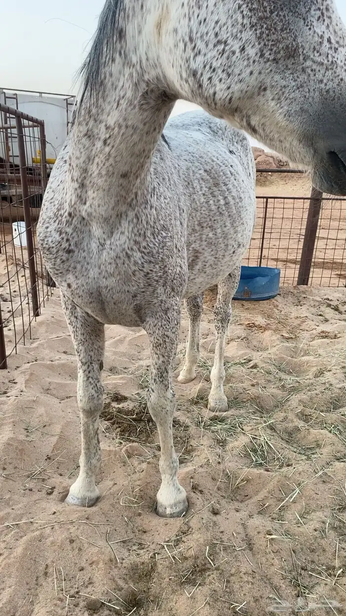 خيل عربي 1
