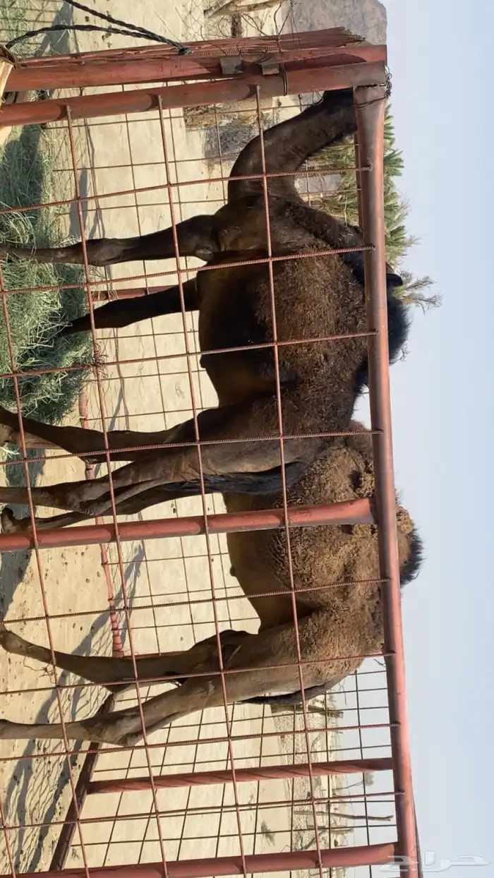حاشي العدد 2 للبيع الموقع شمال بيشة 0