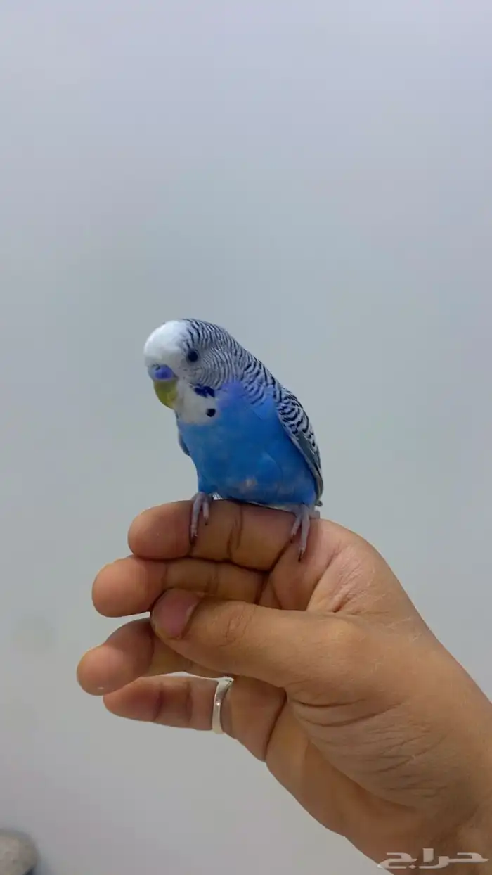 مروض ومدرب جميع أنواع الببغاوات والعصافير 8