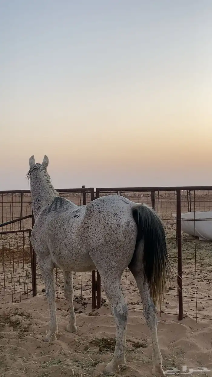 خيل عربي 0