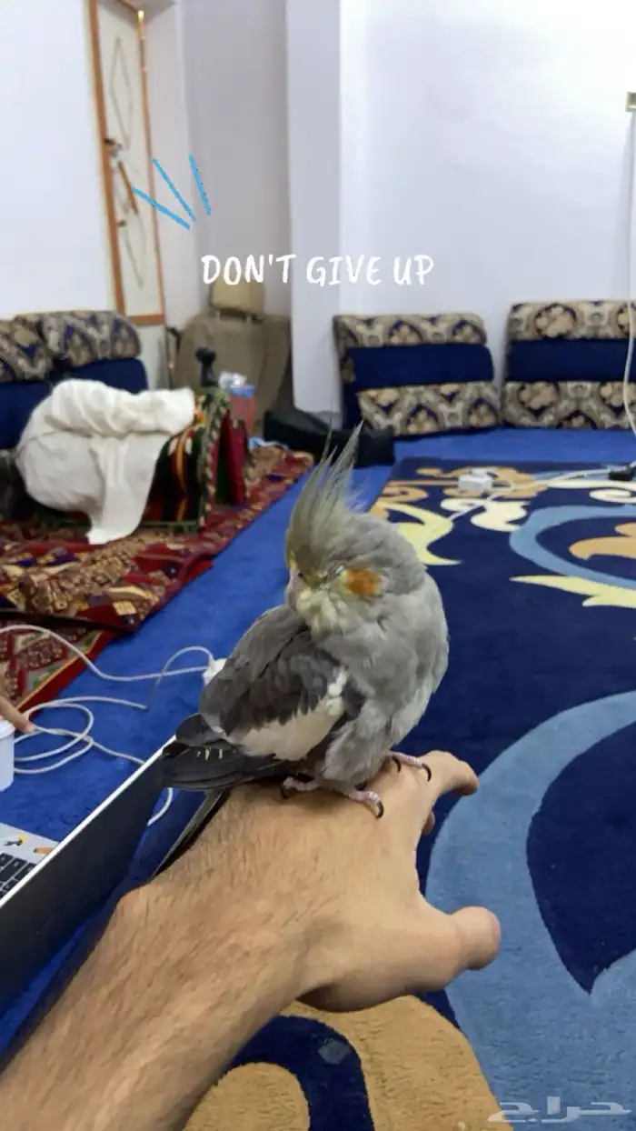 طاير كروان للبيع 1