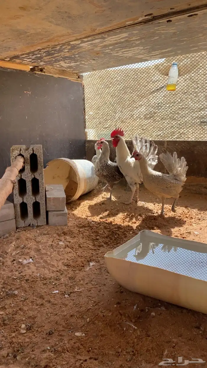 دجاج بياض شرط 0