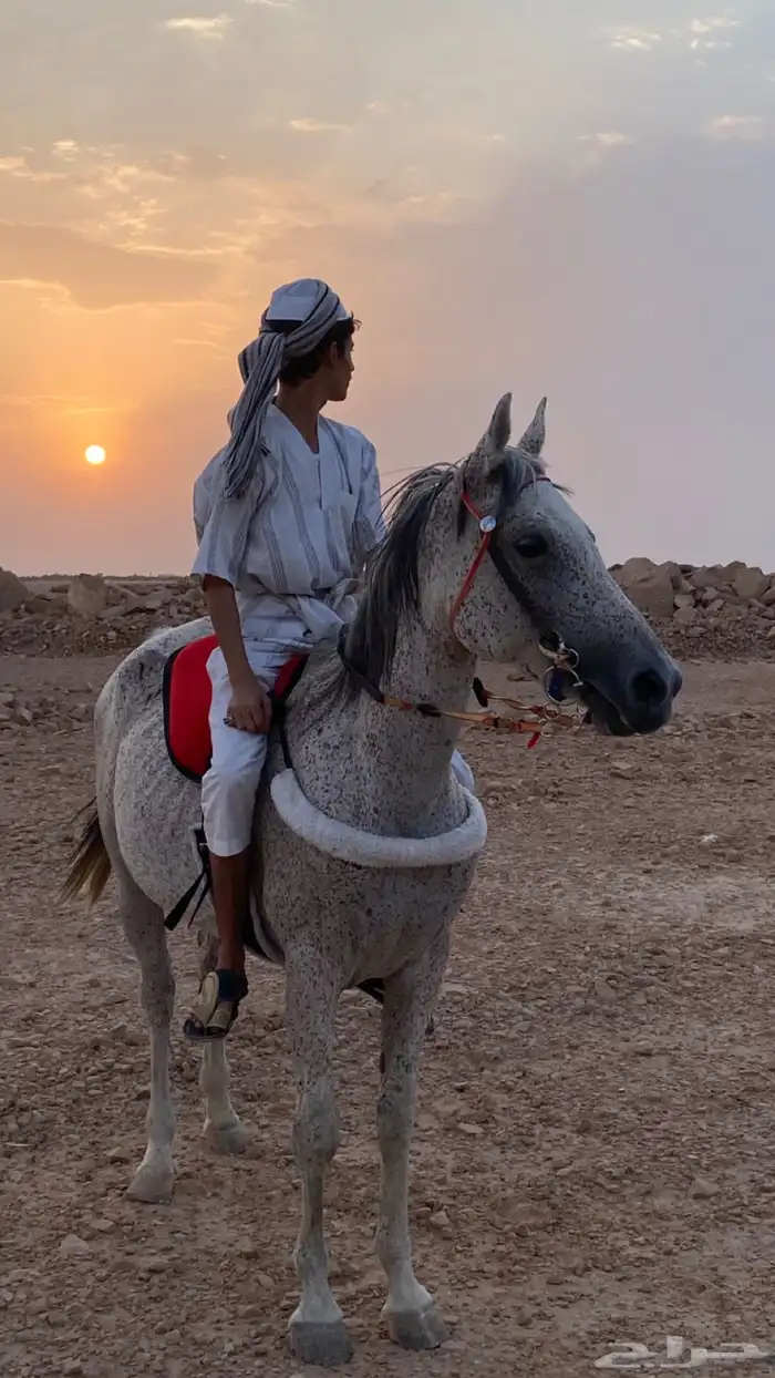 خيل عربي 3