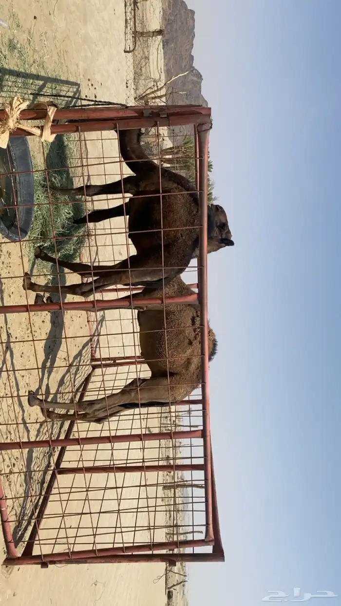 حاشي العدد 2 للبيع الموقع شمال بيشة 1