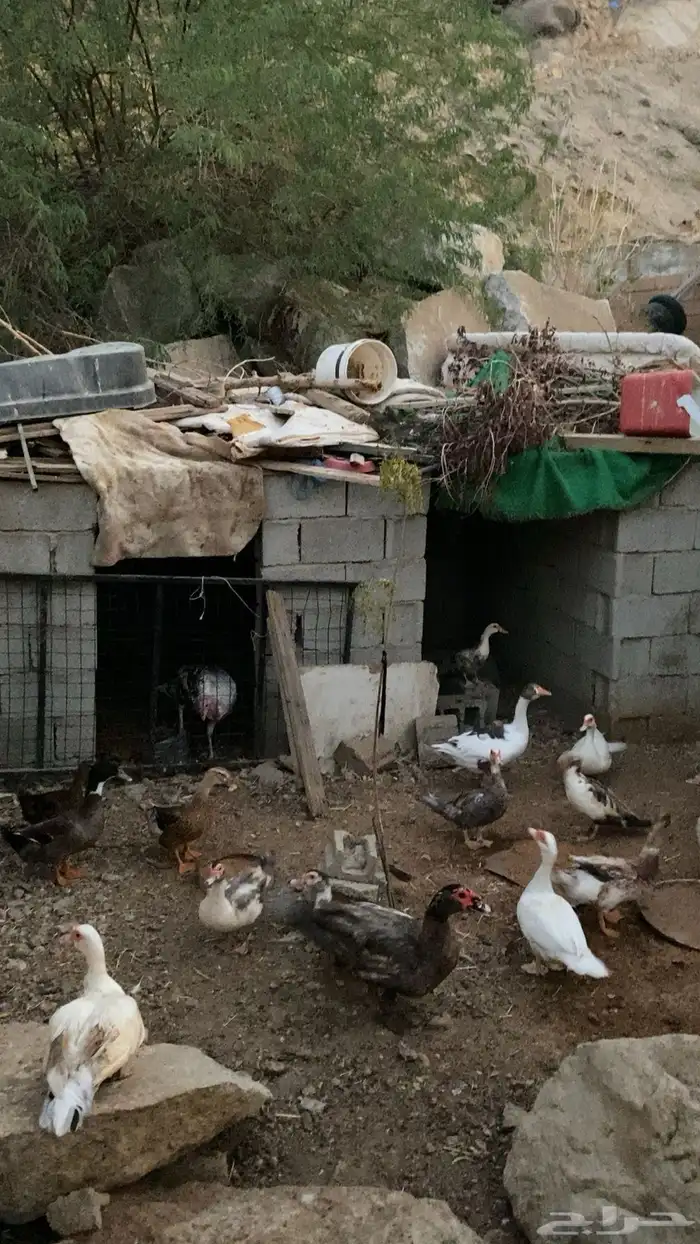 بط مسكوفي و وز ودجاج بلدي بياض وجوز رومي 0