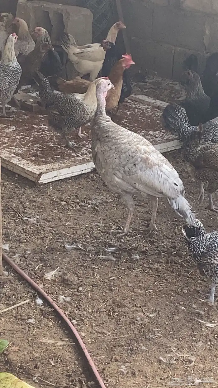 بط مسكوفي و وز ودجاج بلدي بياض وجوز رومي 8
