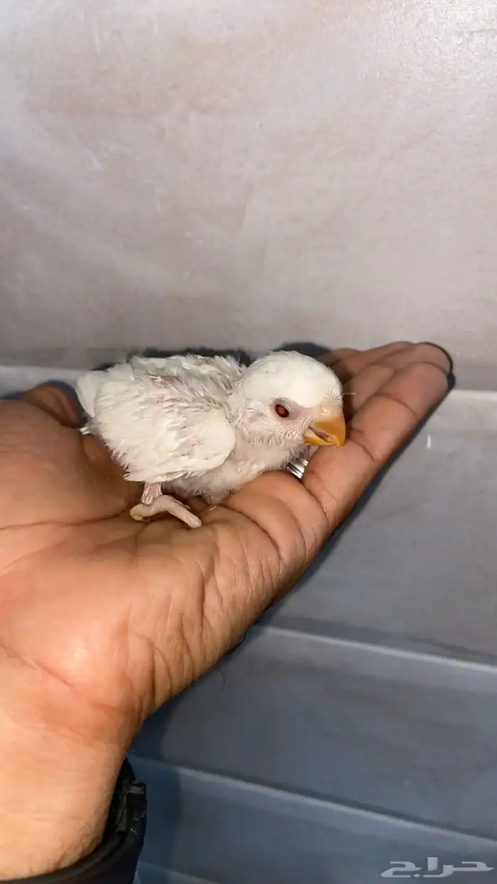 فرخ روز البينو عيون حمر لسه تحت اهله عمره شهر كذا وهذا اهله 2