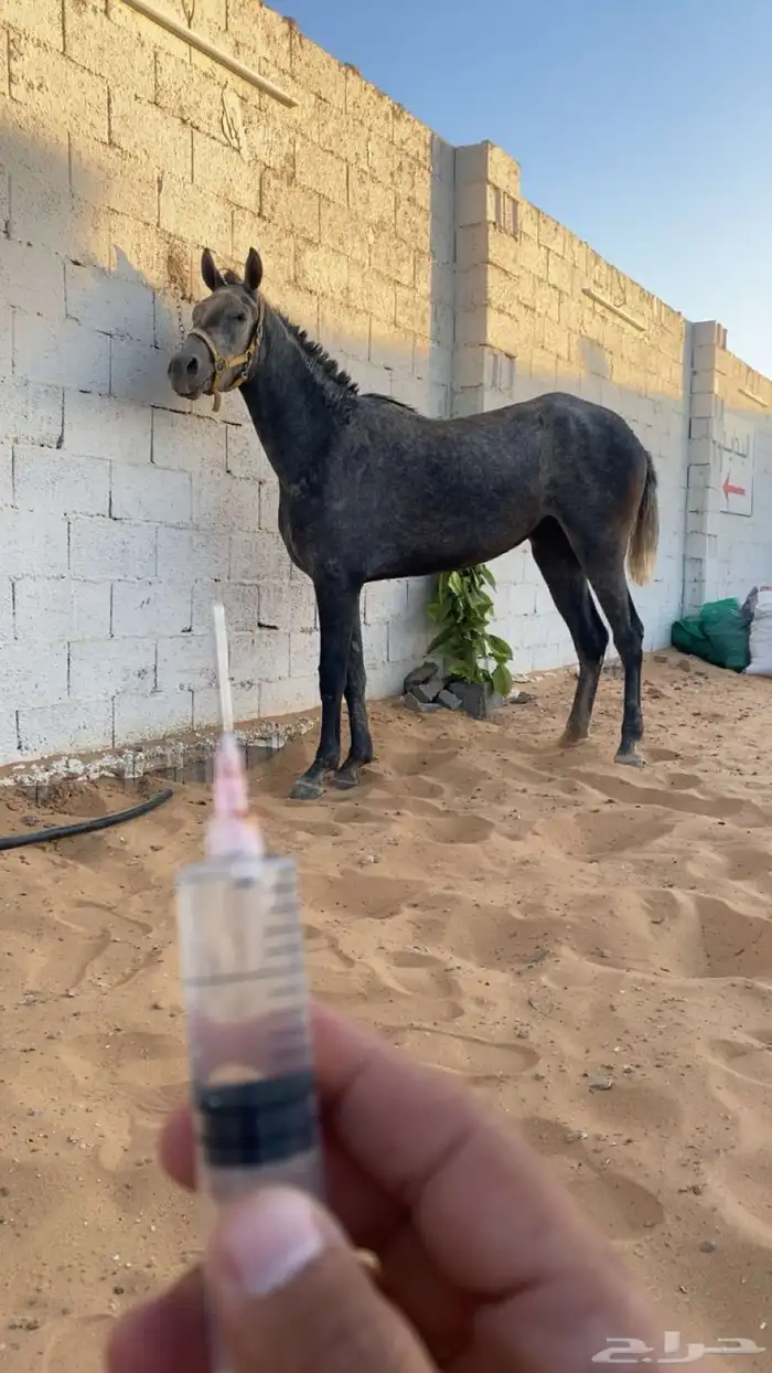 السلام عليكم 1