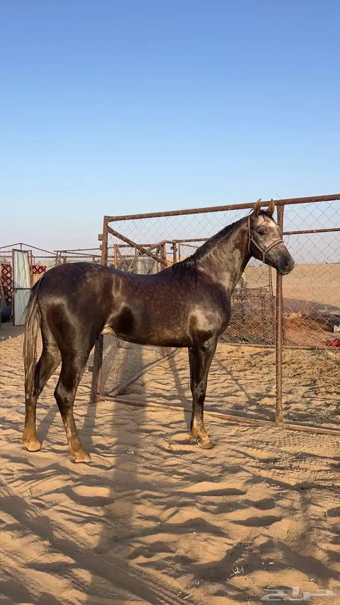 حصان شعبي 4