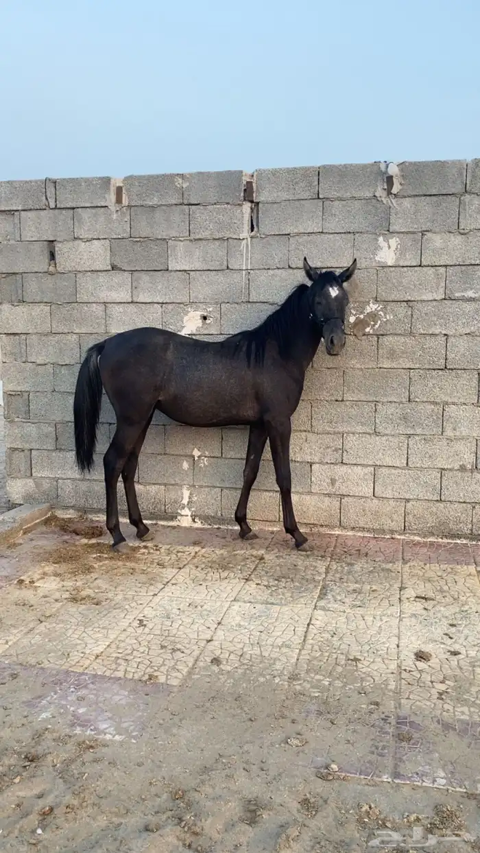 مهر شعبي 0
