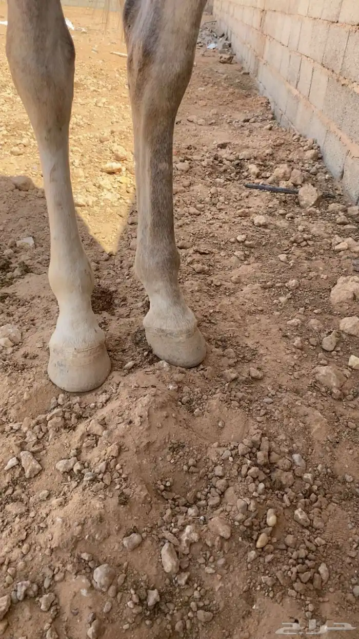 حصان عربي شعبي 2