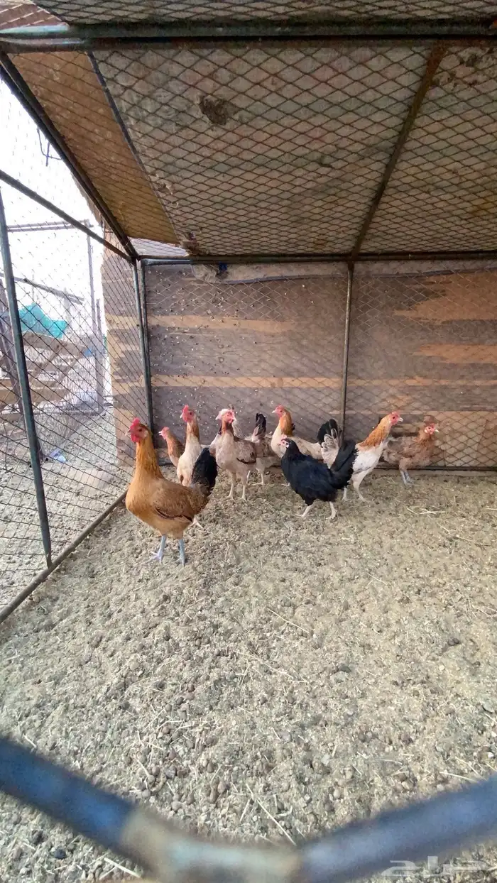البيع دجاج 2