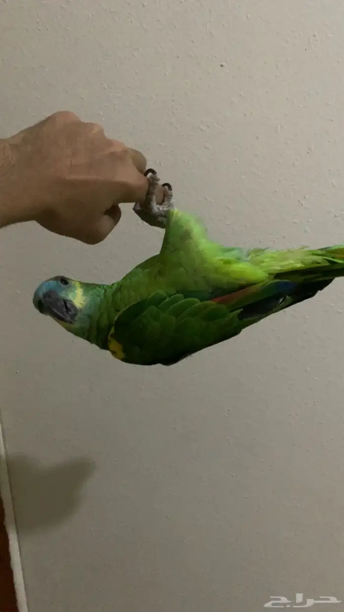 امزوني بلوفرنتد جاكو اليف جدا تم البيع . 1