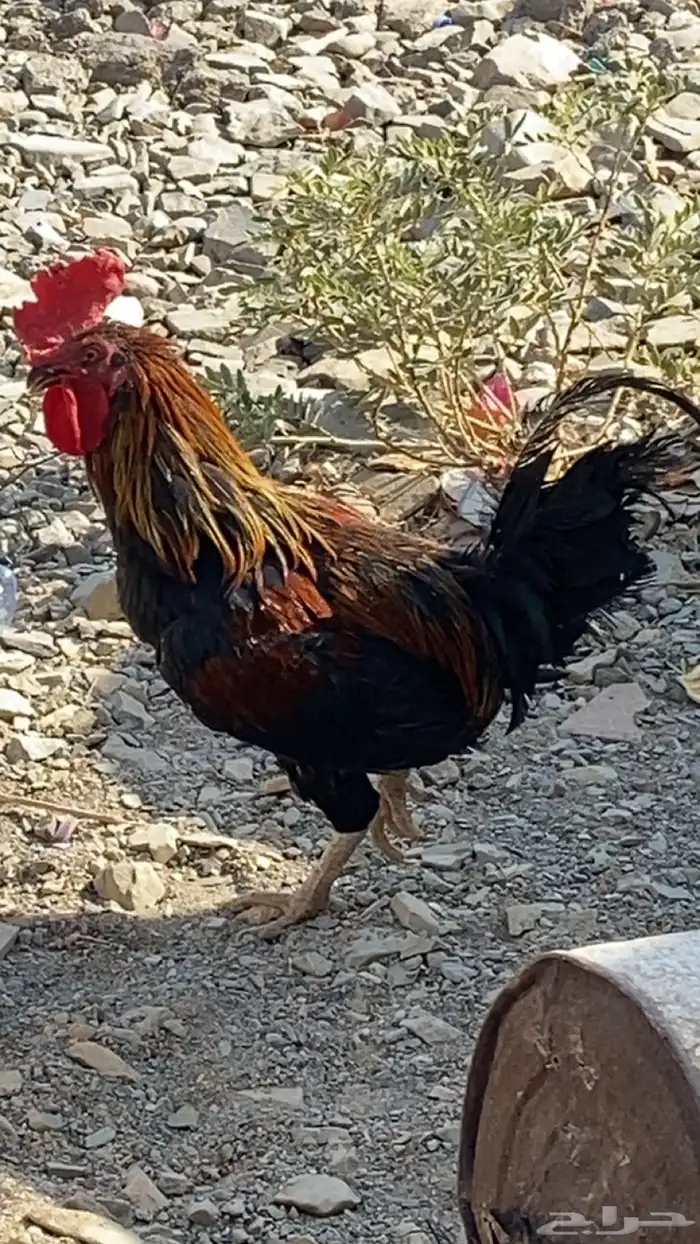 تم البيع 1
