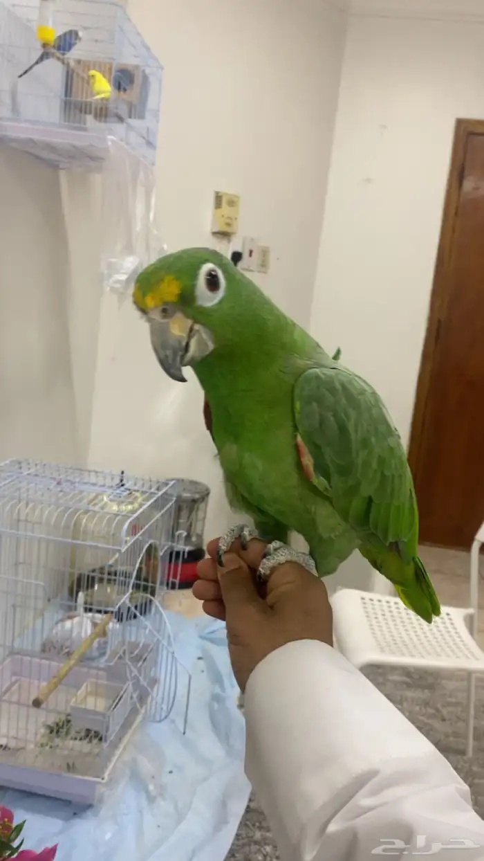 مروض ومدرب جميع أنواع الببغاوات والعصافير 0