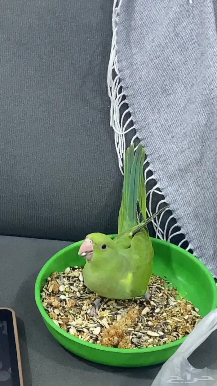 مروض ومدرب جميع أنواع الببغاوات والعصافير 1