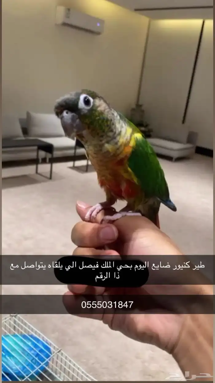 طير كنيور ضايع بالرس 0