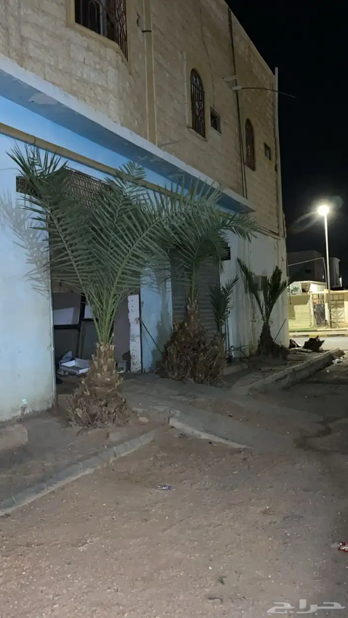 نخل إلى يبيهم بدون مبلغ العدد4 0