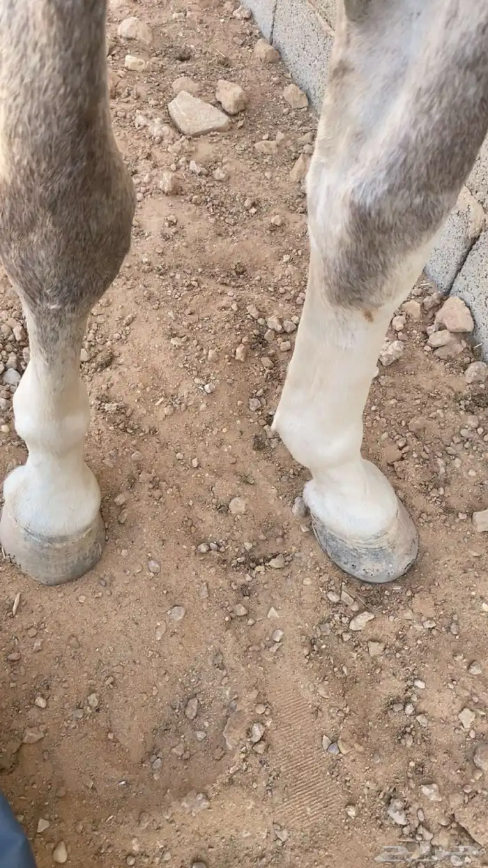 حصان عربي شعبي 1