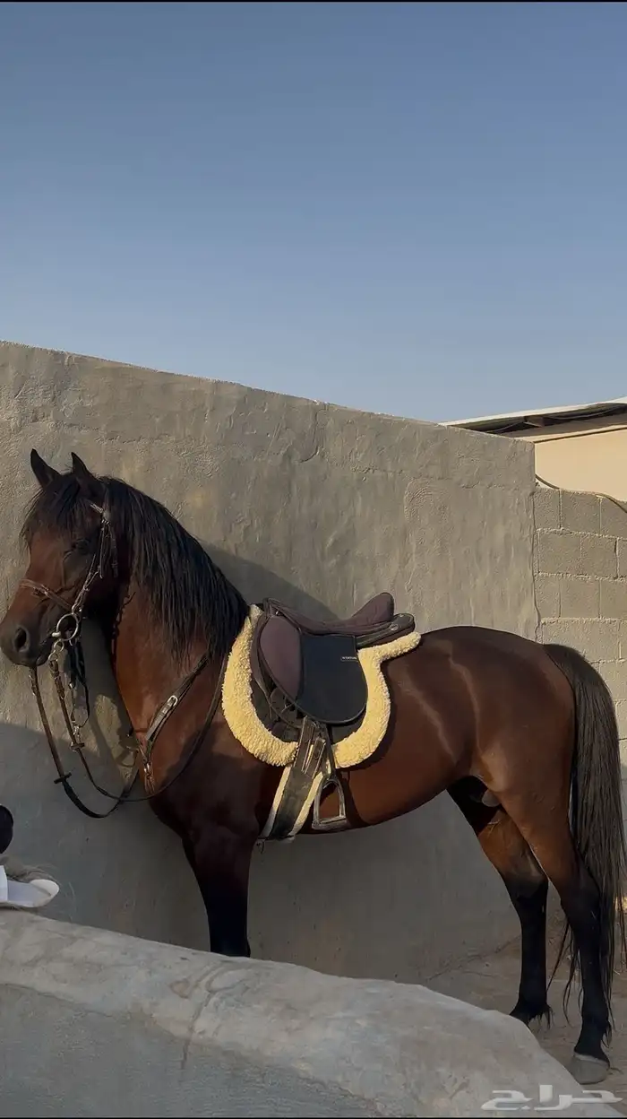 حصان للبيع 0