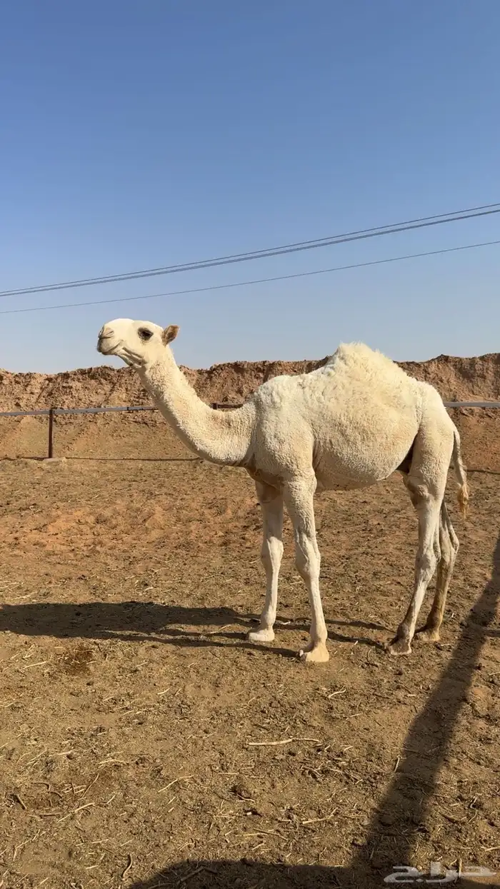 قعود طيب فحل 0