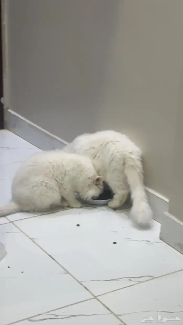 قطط للتبني 16