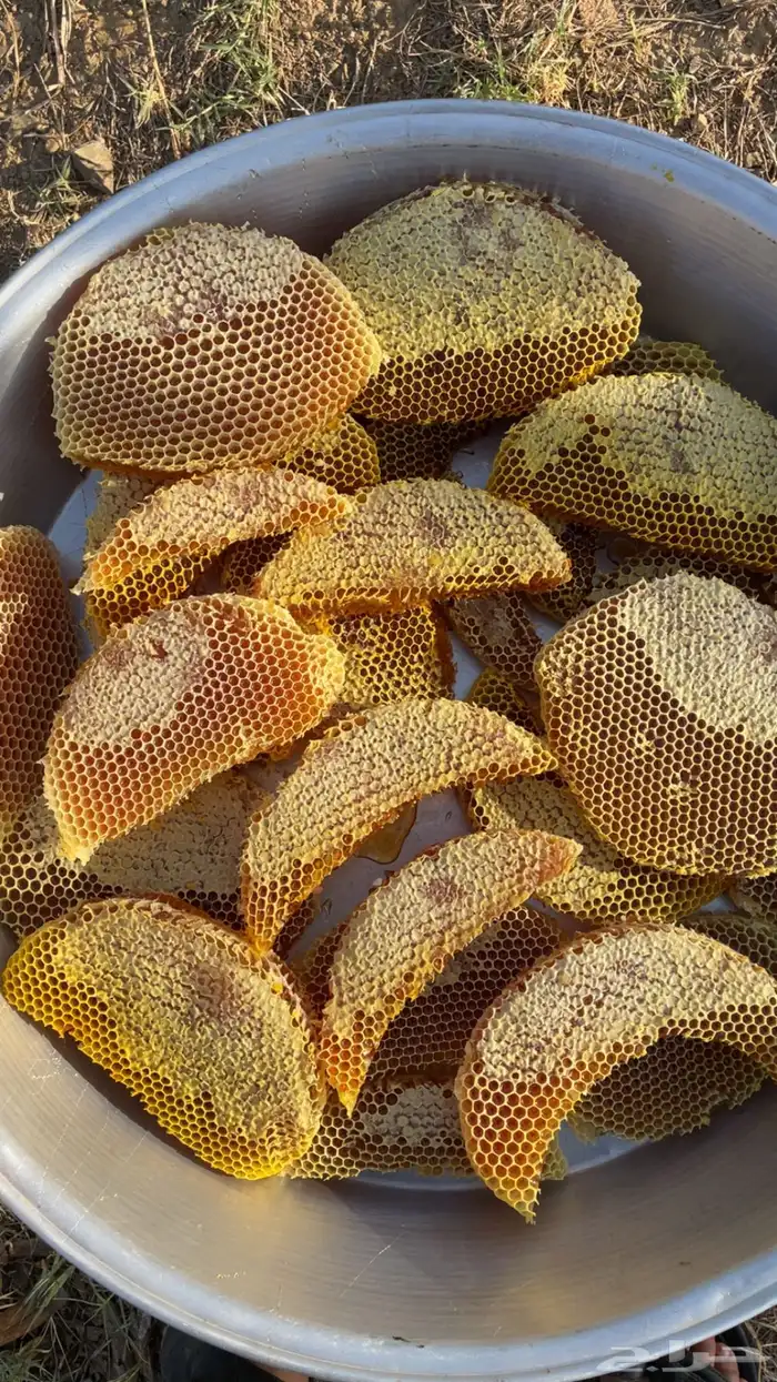 عسل القرض الجبلي 3