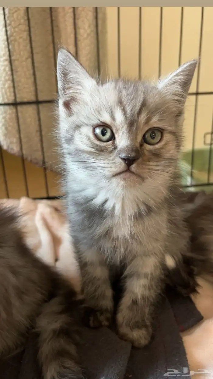 قط سكوتش ستريت للبيع 1