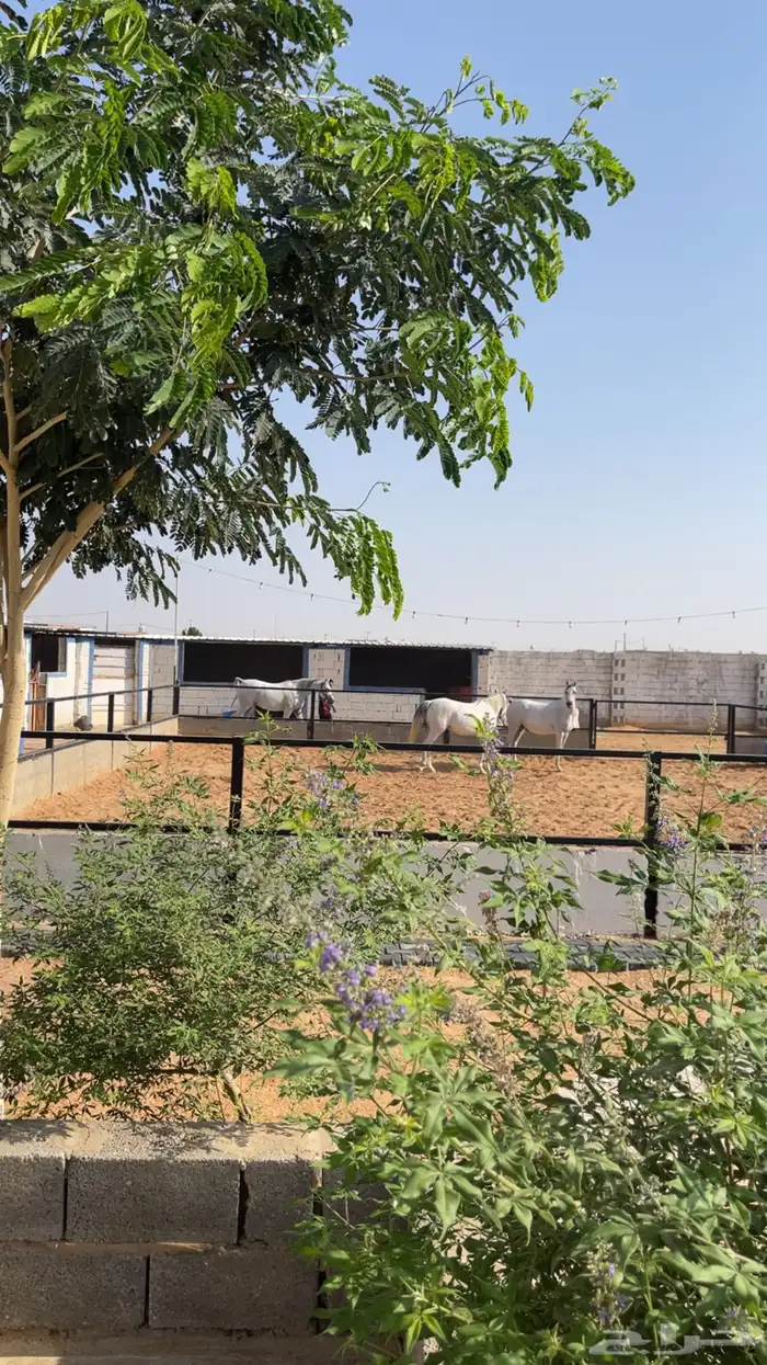 مربط للايواء الخيل 3
