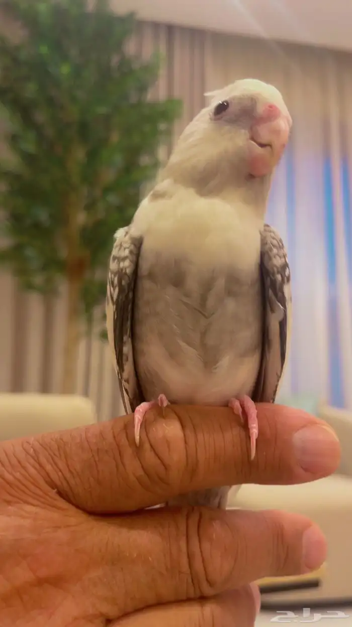 كروان هولندي أليف ومفطوم تم البيع 0