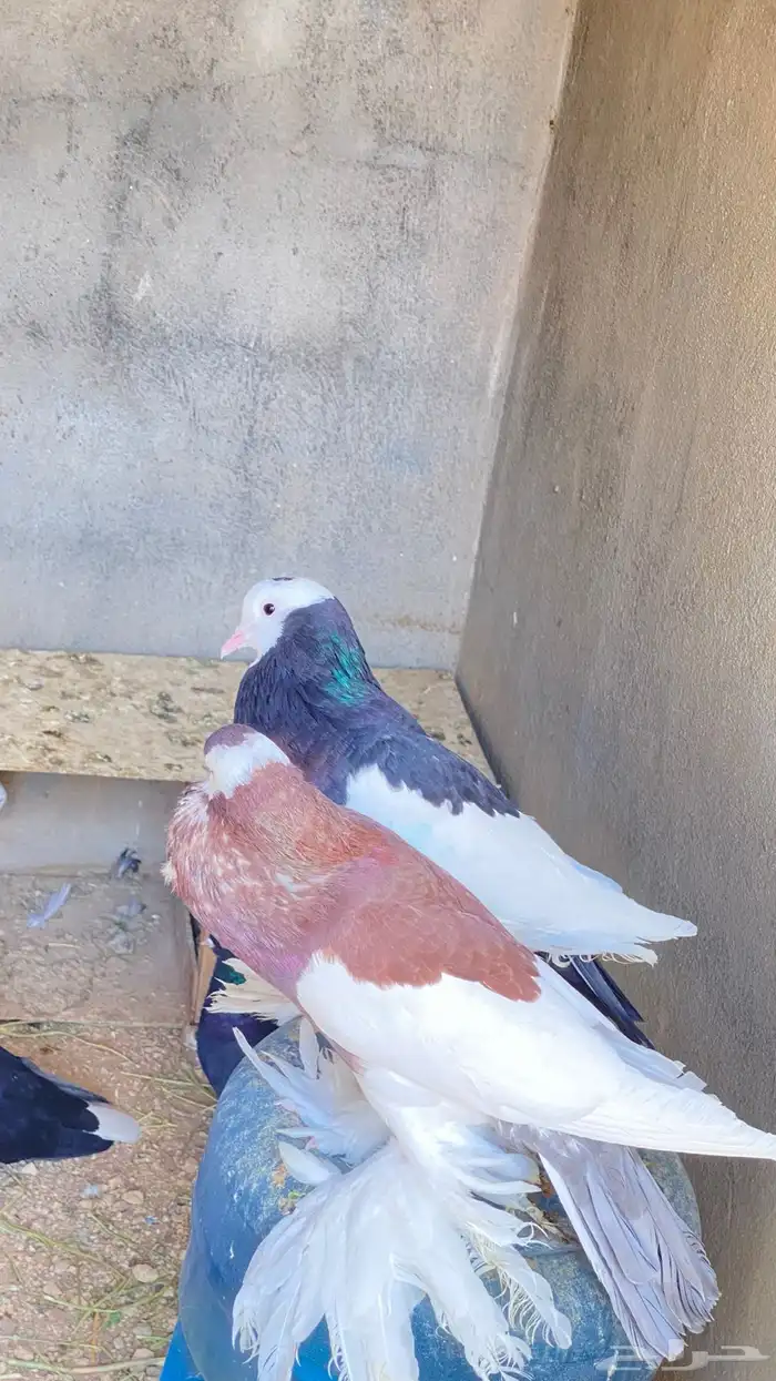 للبيع حمام نفاخ زواج 3