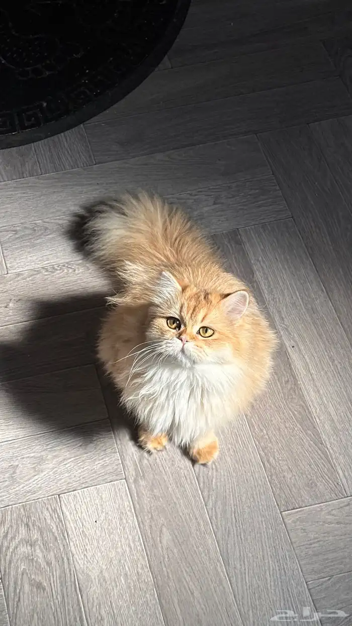 سكوتش استريت لونق هير جدا  جميلة 3