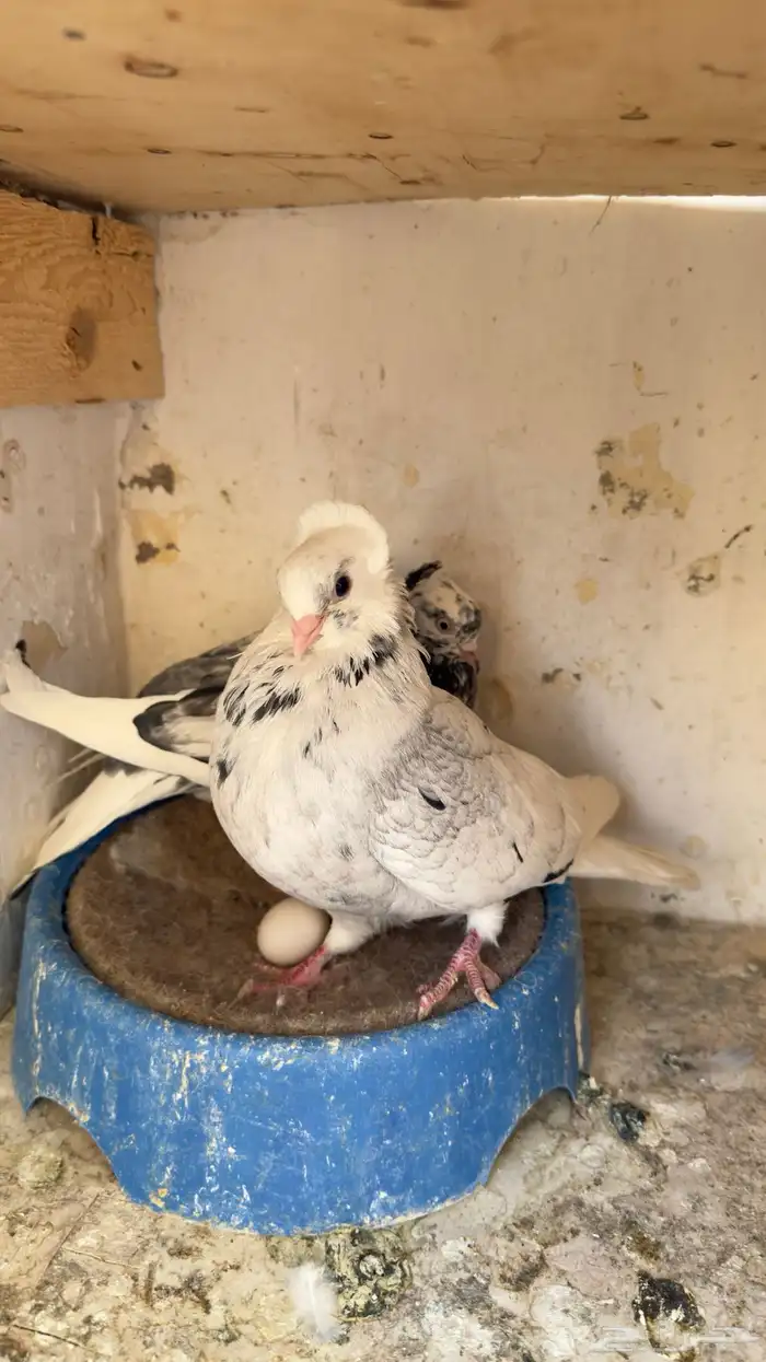حمام قطيفى جوزين منتجين ومعهم زغلولين 0