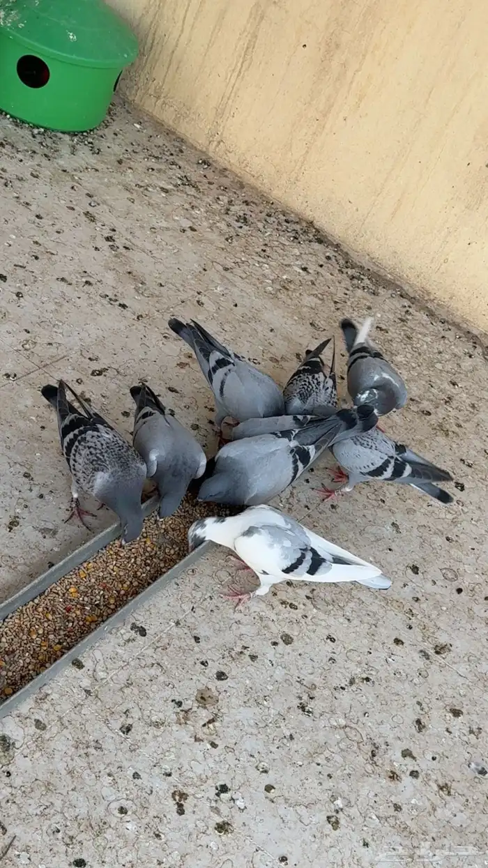 طبات زواجل 6